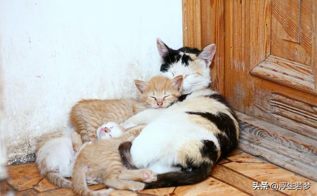 说猫咪不聪明？那是你不懂，它的大脑早被精准优化