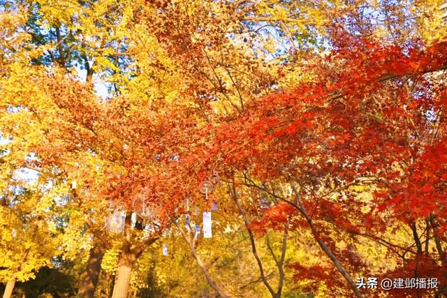 建邺5大封神赏景地,错过再等一年