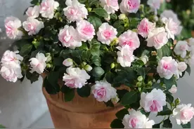 6种“球根花”，又香又高贵，“贱养”死不了，种一次“爆一窝”图片