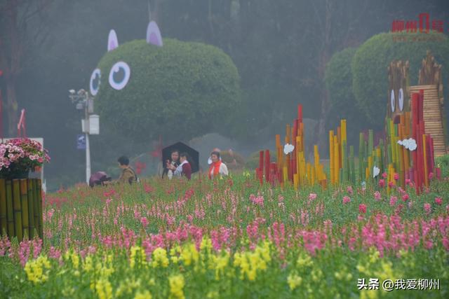 “玉”见春天，“桃”醉其中！柳州园博园花事正当时→
