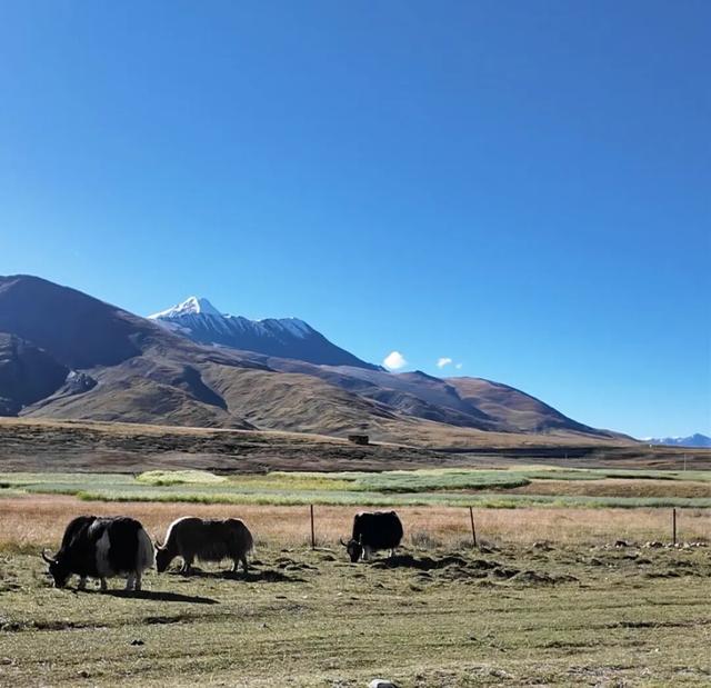在蔡国强“升龙”的雪山脚下，我和当地人一起捡垃圾