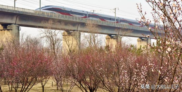 植物园迎春花展免费开放