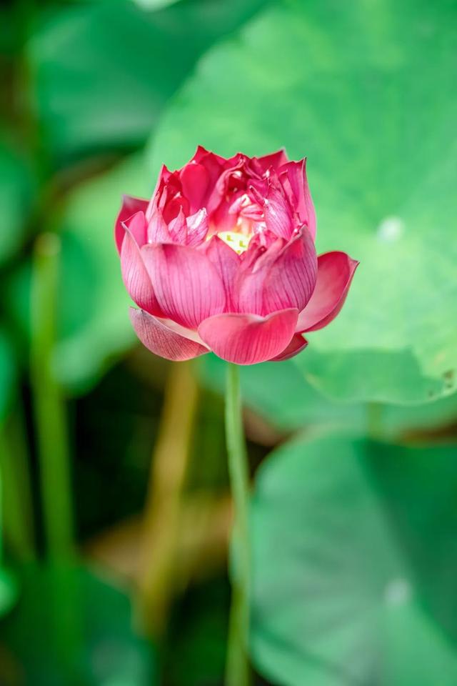 藕花深处棹歌远，江汉夏日荷风集