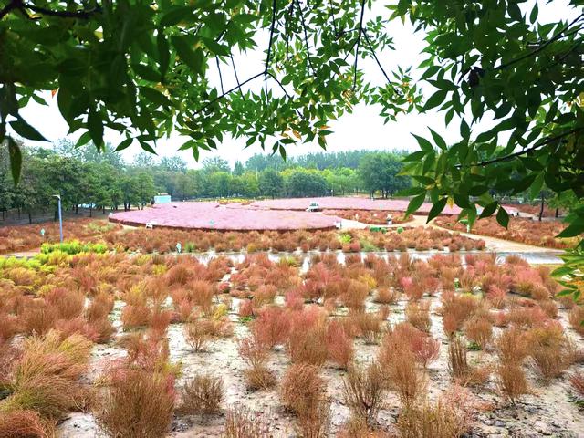 北京奥森秋日赏花观草季到来，免费人少风景独好，五彩斑斓