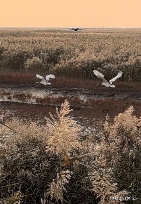 2025辽宁赏秋之旅日记(6)——到辽河口中国最北海岸线看日出 观鸟