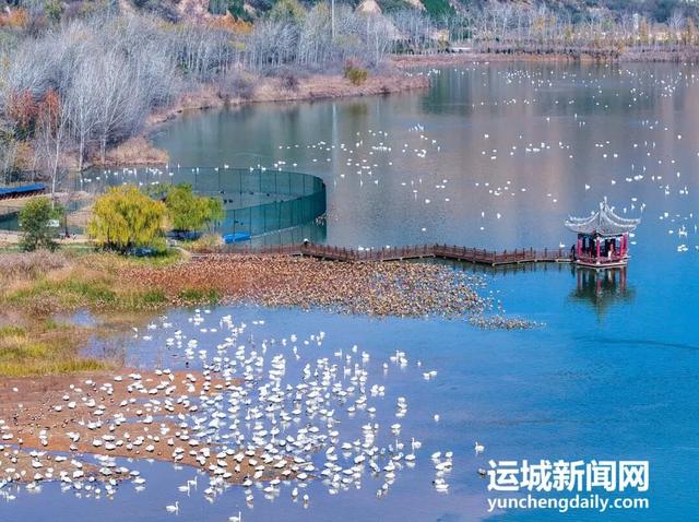 芮城：圣天湖成大天鹅越冬乐园