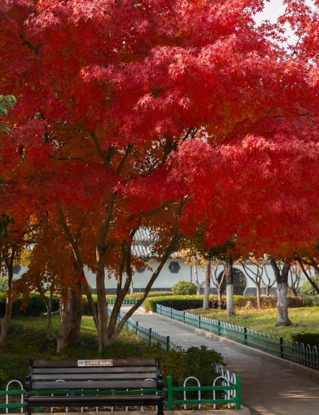 临沂「红杉」「红枫」浓度拉满，出片率100%