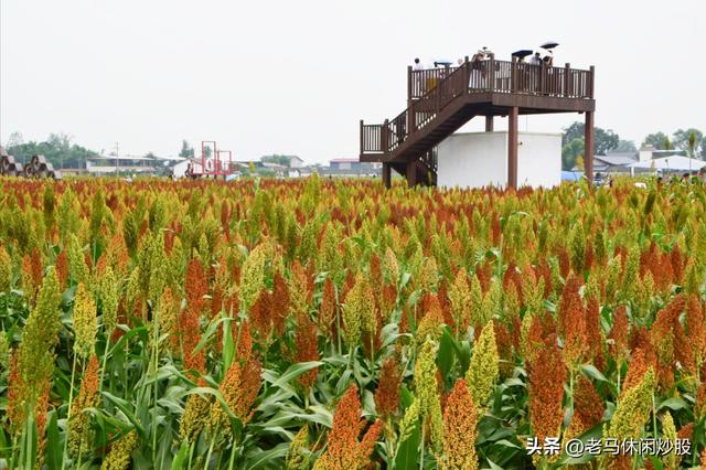 五方村的高粱红了，正是拍照打卡时