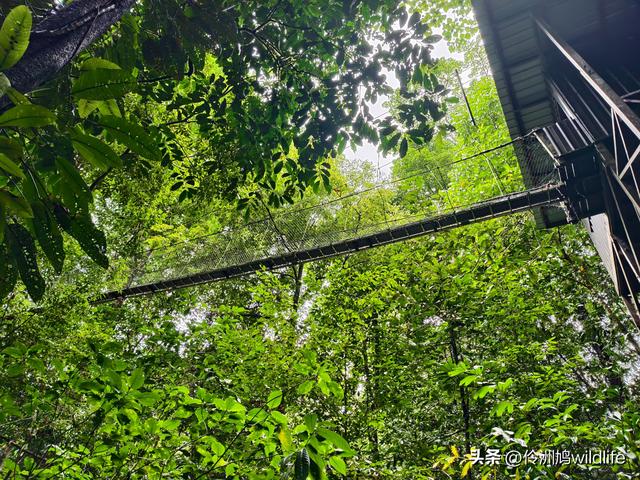 马来西亚(31)砂拉越州⑤姆鲁山canopy树冠高空漫游