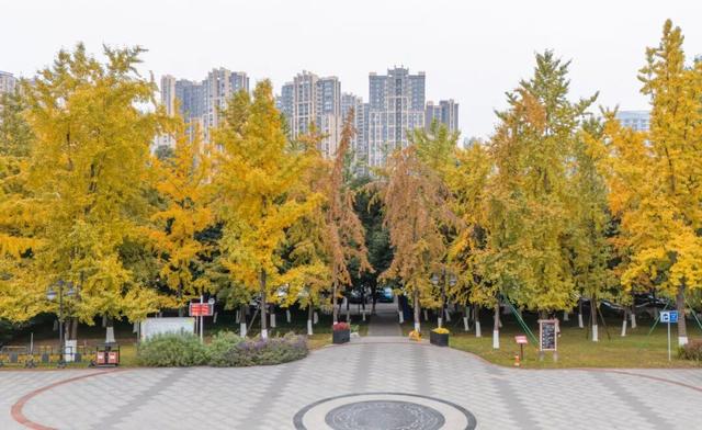 美到窒息！锦江街头的银杏可以“慢慢看”啦