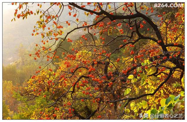 山东行游影记（193）—青州仰天山柿子沟（一）