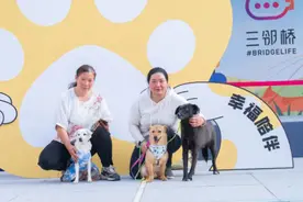 如何“宠”爱有方？高境镇“金点子”频出图片