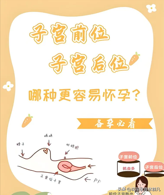 林群凡主任聊好孕：女性子宫前位VS子宫后位，揭开受孕率神秘面纱