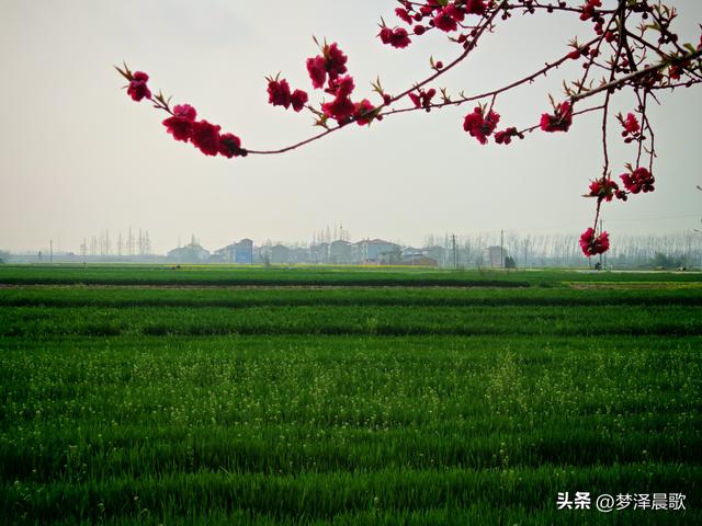 云梦县进入春季赏花模式 城乡处处皆春色