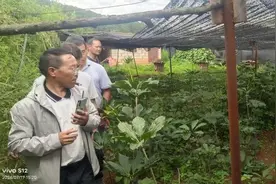 武定｜县政协调研全县生物医药产业和林产业发展情况图片