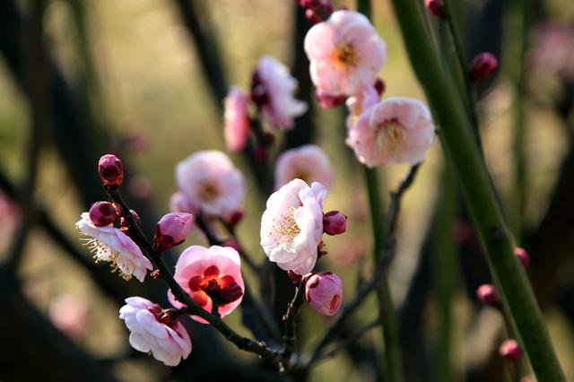 梅花绽放花芬芳