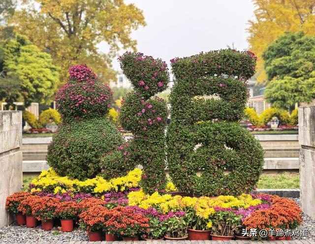秋风独宠一园菊，晚来香艳出樊篱——北京北海公园2025年菊花展