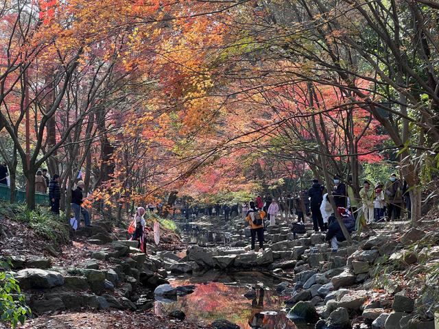 杭州红叶季：桂花之后百花杀，旖旎红叶胜百花。