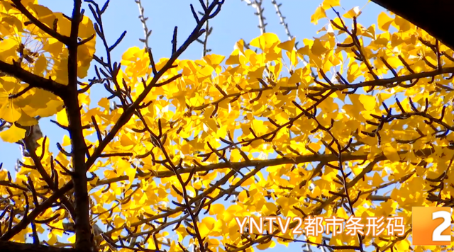 “金毯”已铺！云大这条网红大道的浪漫，藏着一份宠爱