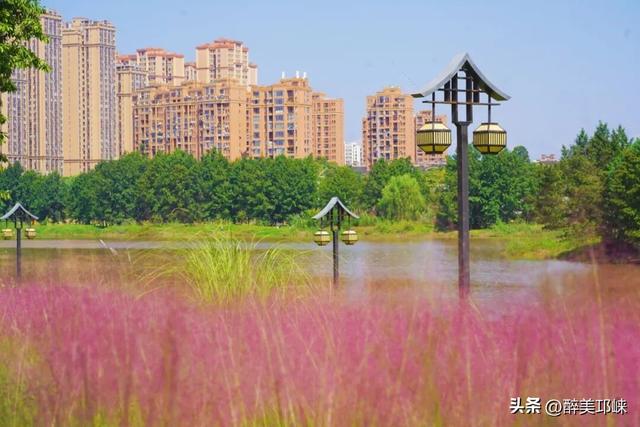 花漾邛州 | 秋日限定美景，粉黛登场！