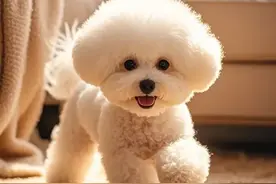 宠物医院不会告诉你的5个养宠救命药！最低2元解决常见病图片