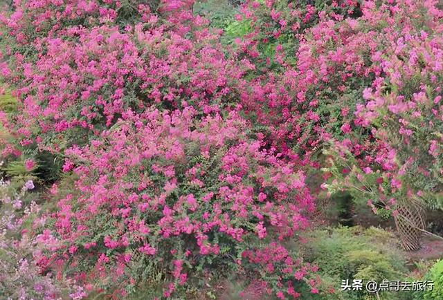 成都温江最美紫薇花大道，壮观色彩斑斓，不要门票，地铁公交直达