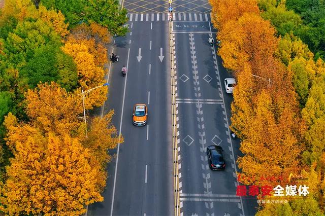 泰城深秋遍染金裳 斑斓画卷映眼帘