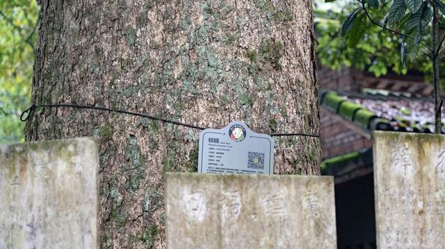 发现·公园城市 | 山风拂古寺，红豆映禅心