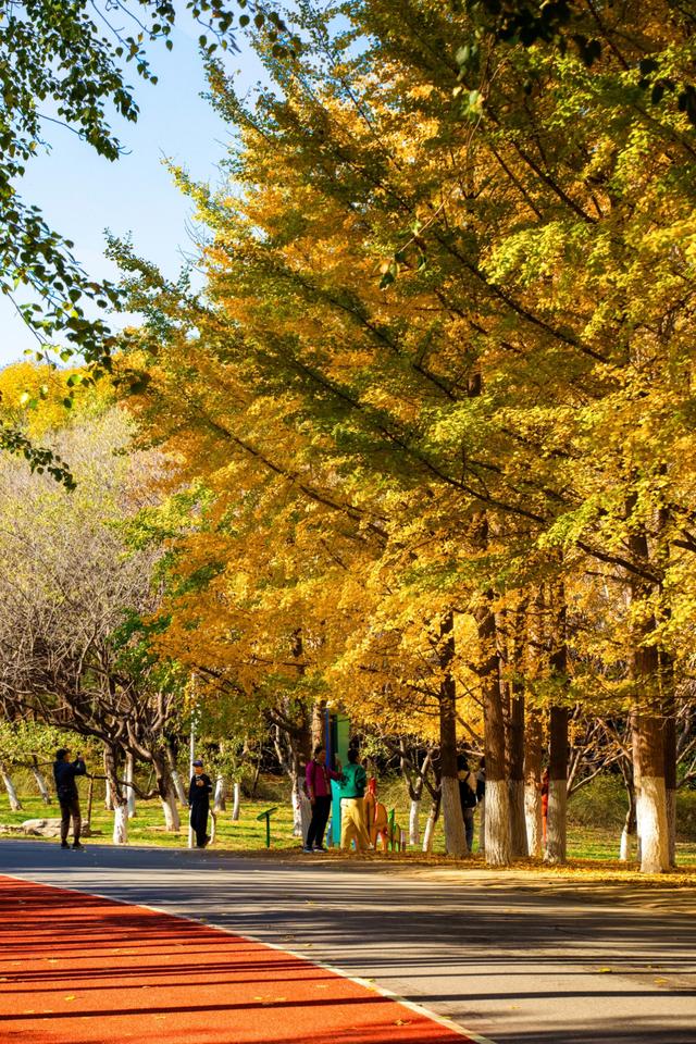 北京的秋天一定要奥林匹克森林公园！就是一场盛大的秋天盛宴