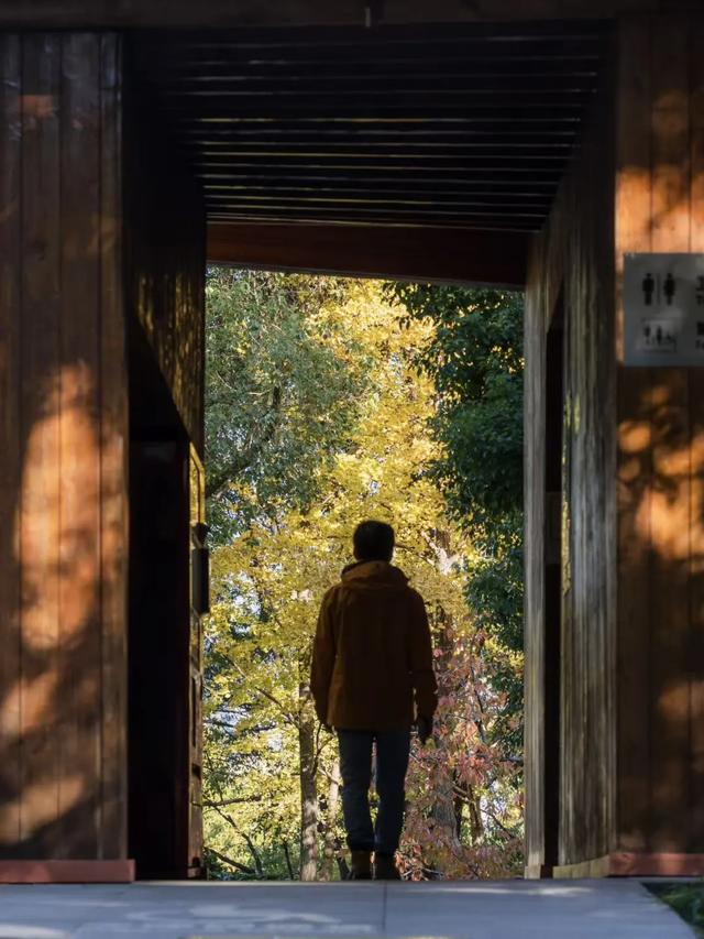 上海银杏浓度已达99%！这份含“金”量超高的浪漫别错过→