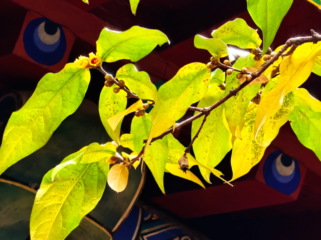 泰山王母池蜡梅初绽 花叶同枝尽显冬日诗意