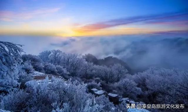 秦皇岛多地惊现雾凇奇观，玉树琼枝，绝美不输东北！