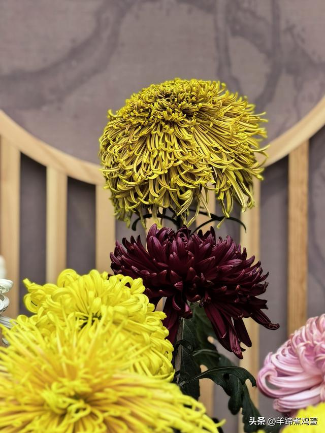 秋风独宠一园菊，晚来香艳出樊篱——北京北海公园2025年菊花展