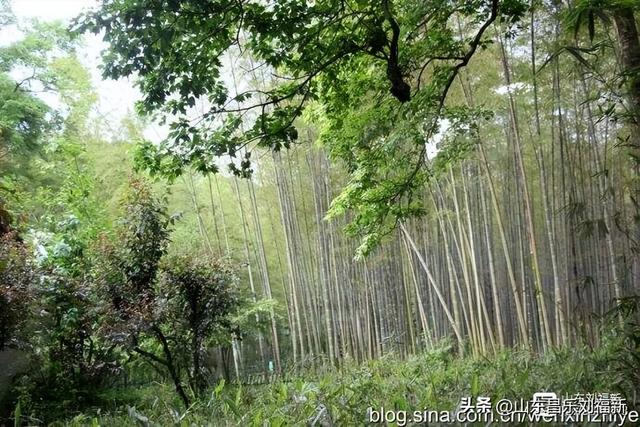 杭州324路公交车沿途风光（皖浙沪旅游122）
