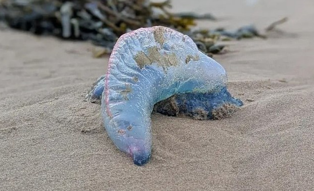 巨型水母大量涌入英国海域，专家：数量激增或与海水温度升高有关