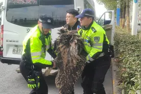 合肥市区惊现鸵鸟！交警出手了图片