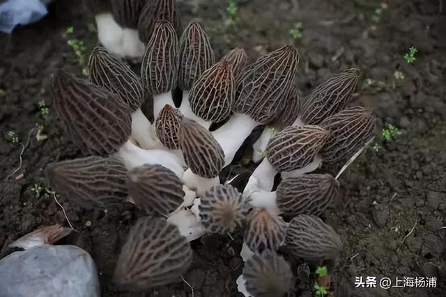 来复兴岛当一天快乐“岛民”