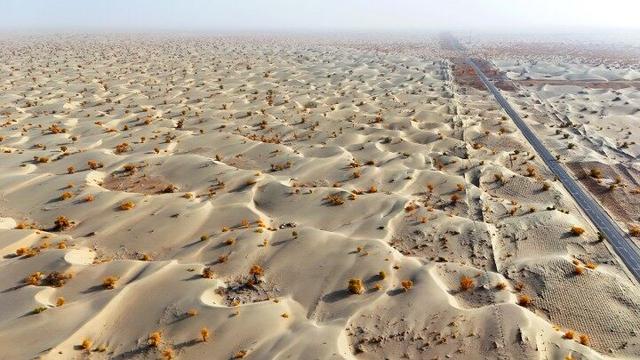 出片率100%！赴一场沙漠胡杨的金色之约