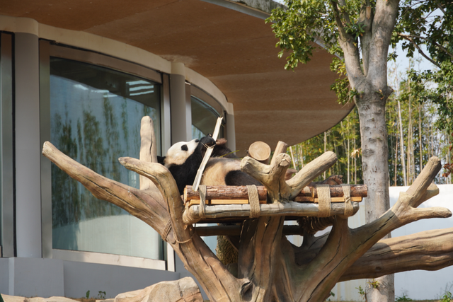 岳阳要建大型野生动物园？官方回应…
