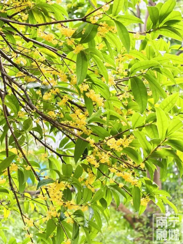 南宁秋天的第一缕桂花香,你闻到了吗?