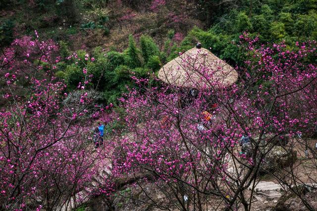 成都彭州一日游最佳景点有哪些？古寺、森林等，休闲避暑好去处