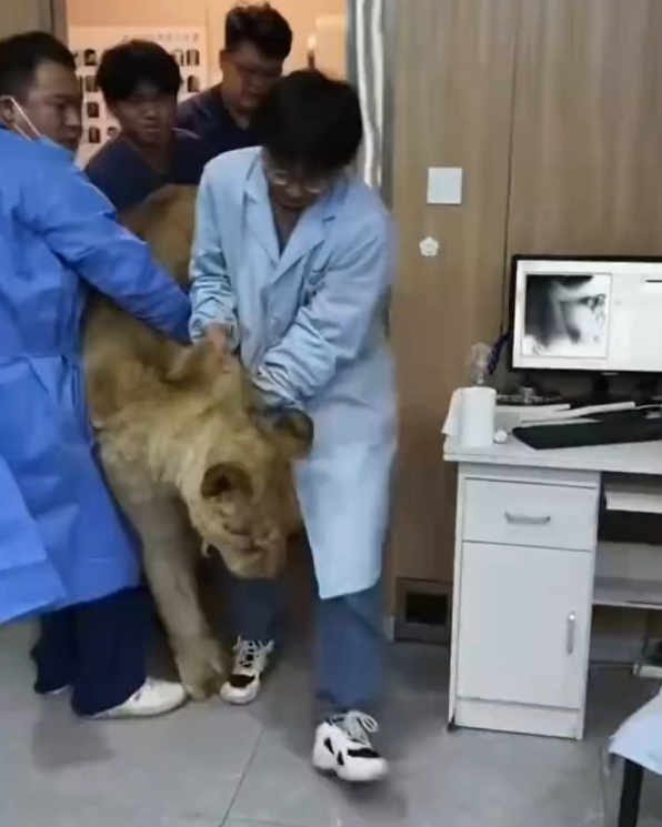 动物医院回应4人抬狮子做CT