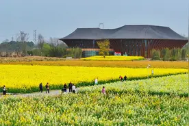 油菜花“超长待机”，营业额节节上涨图片