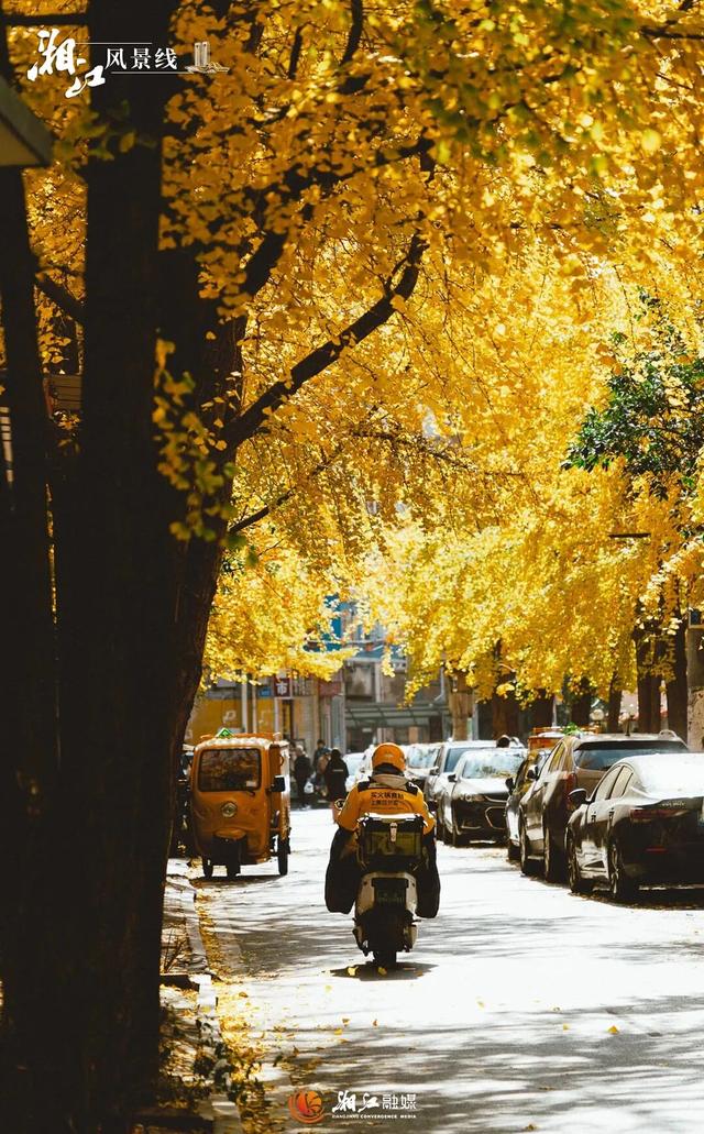 长沙银杏浓度即将达到100%！这波“小确杏”你要接住→