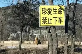 母亲虎口救女被咬身亡，八达岭老虎伤人案，8年后父亲仍不原谅图片