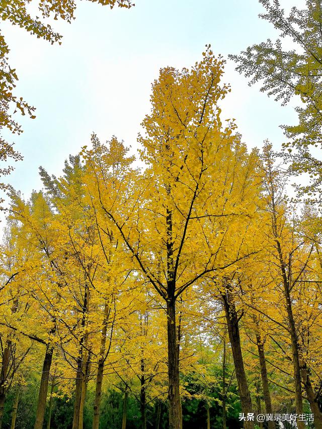 满城尽染“黄金甲”！石家庄公园银杏进入最佳观赏期