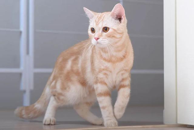 全世界100个宠物猫品种大赏！