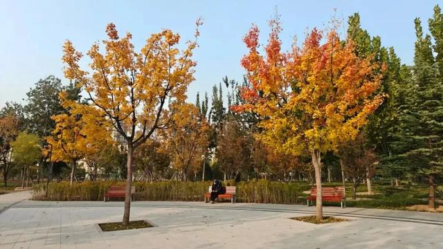 首发动态 | 康馨城市森林公园:以绿为底,解锁全龄共享新体验