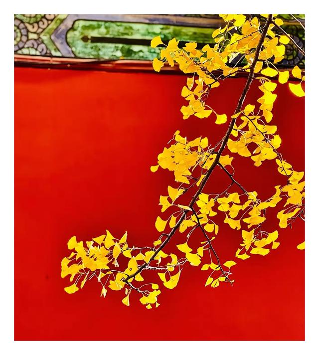 你去过，昌平和平寺吗？有银杏树打卡！