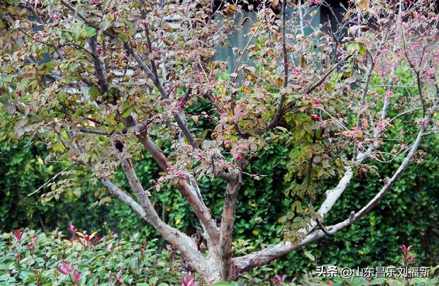 昌盛花园二期西区的冬景(下)
